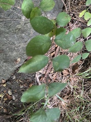 Symphoricarpos