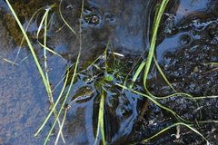 Ranunculus gmelinii