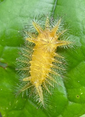 Limacodidae