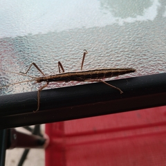 Anisomorpha buprestoides