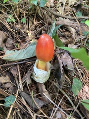 Amanita jacksonii
