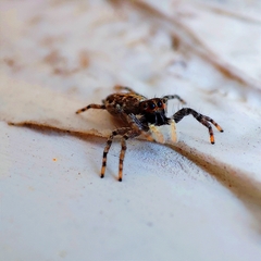 Salticidae