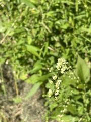 Persicaria virginiana
