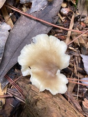 Hohenbuehelia petaloides