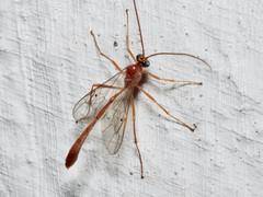 Enicospilus