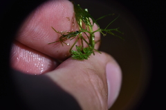 Ranunculus gmelinii