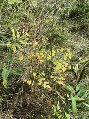 Thalictrum pubescens