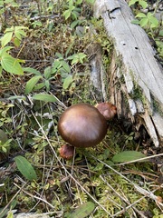 Chroogomphus vinicolor