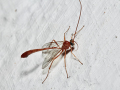 Enicospilus