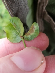 Dasineura trifolii