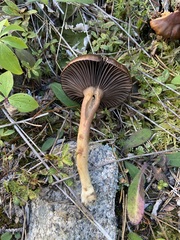 Chroogomphus vinicolor