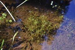 Callitriche