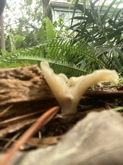 Hohenbuehelia petaloides