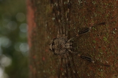Dicranopalpus