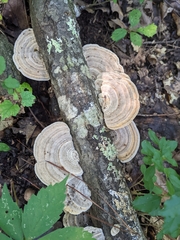 Trametes betulina
