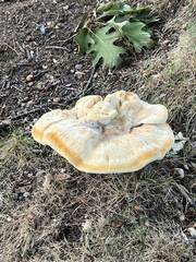 Bondarzewia berkeleyi