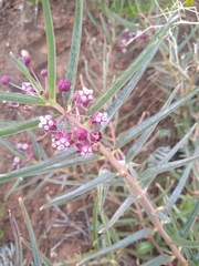 Asclepias brachystephana