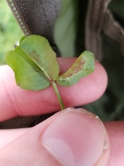 Dasineura trifolii