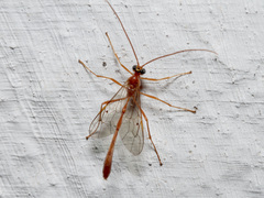 Enicospilus