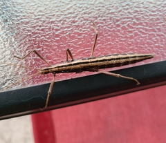 Anisomorpha buprestoides