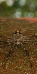 Dicranopalpus
