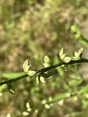 Persicaria virginiana