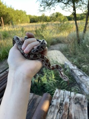 Lampropeltis calligaster