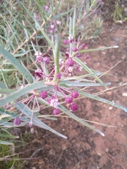 Asclepias brachystephana