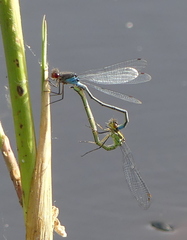 Erythromma najas