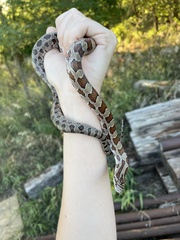 Lampropeltis calligaster