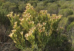 Leucadendron procerum