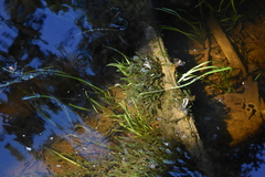 Fontinalis antipyretica