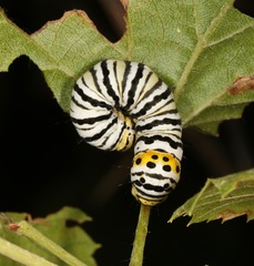 Gerrodes minatea