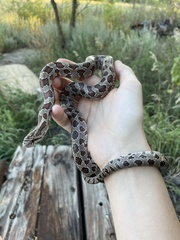 Lampropeltis calligaster