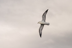 Fulmarus glacialis