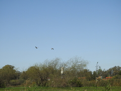 Patagioenas picazuro