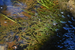 Fontinalis antipyretica