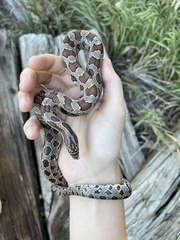 Lampropeltis calligaster