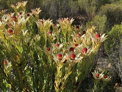 Leucadendron procerum