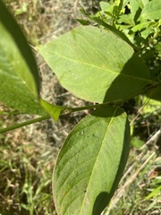 Persicaria virginiana