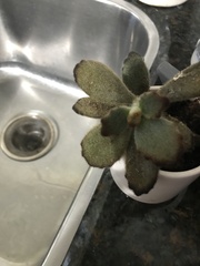 Kalanchoe tomentosa