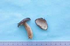 Lactarius kauffmanii