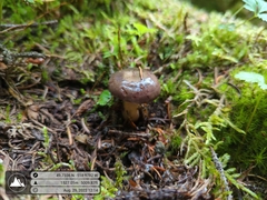 Lactarius kauffmanii