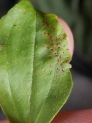 Phyllosticta plantaginis