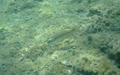 Symphodus tinca