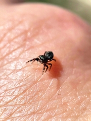 Salticidae