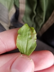 Phyllosticta plantaginis