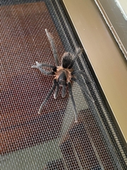 Theraphosinae