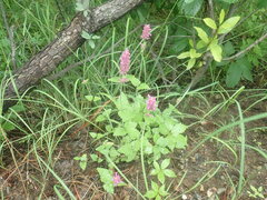Agastache