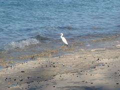 Egretta sacra